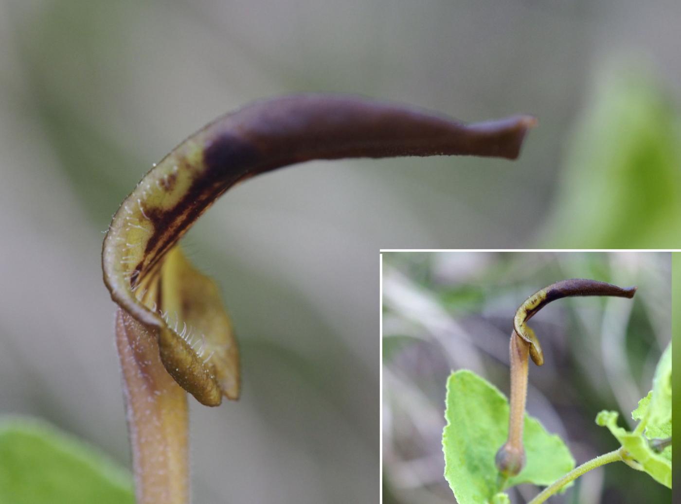 Birthwort. Mediterranean flower